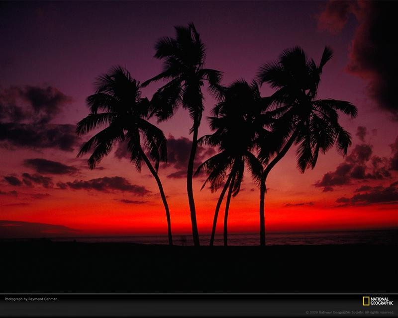 sunset-palm-trees-gehman-88192-xl (Medium)