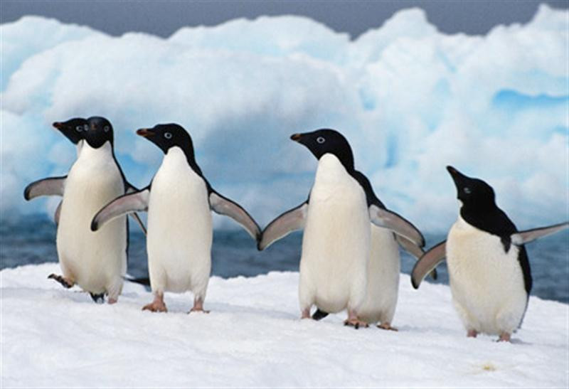 penguins dancing-12138 (Medium)