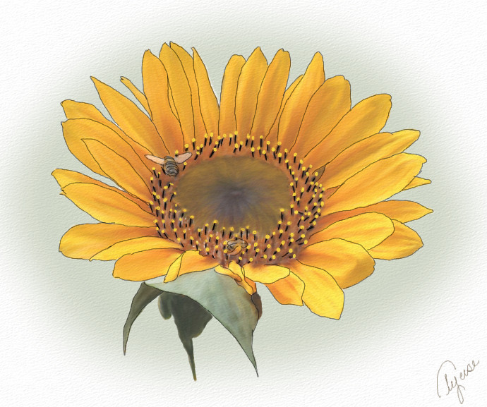 sunflowerforweb