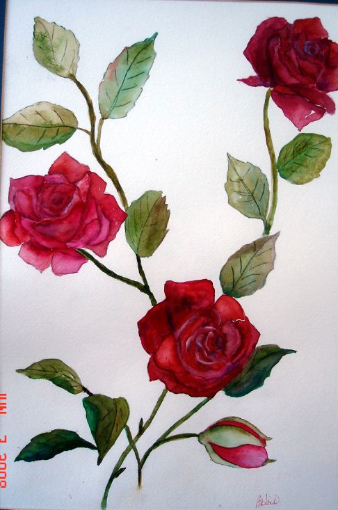 Rose 3 Watercolor