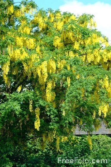 12 52 52---Laburnum web (Medium)