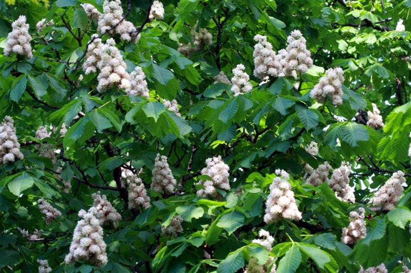 Horse Chestnut Flowers 2 (Medium)