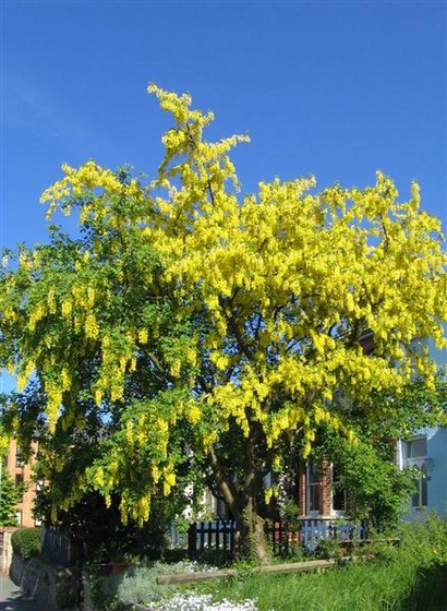 laburnum anagyroides (Medium)