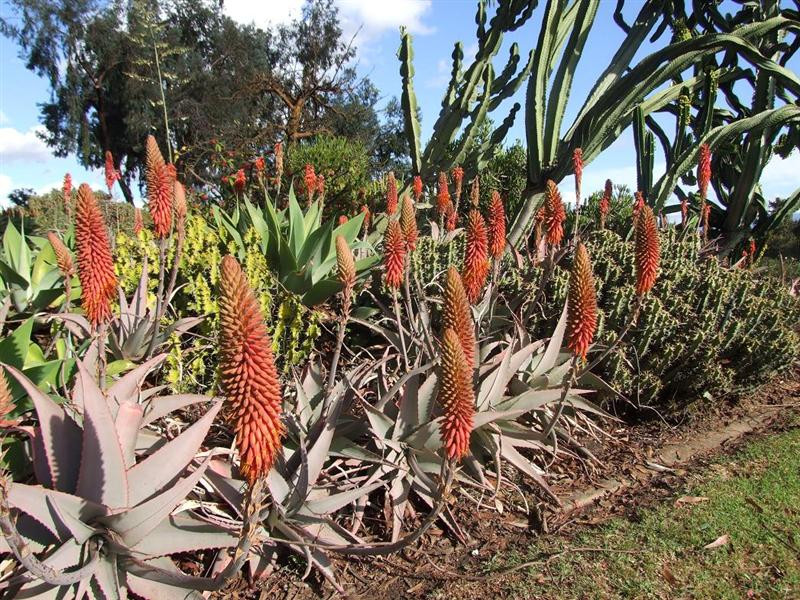 aloe rubroviolacea (Medium)