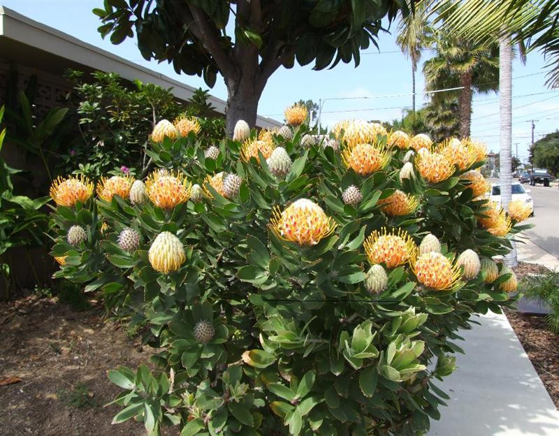 leucospermum (Medium)