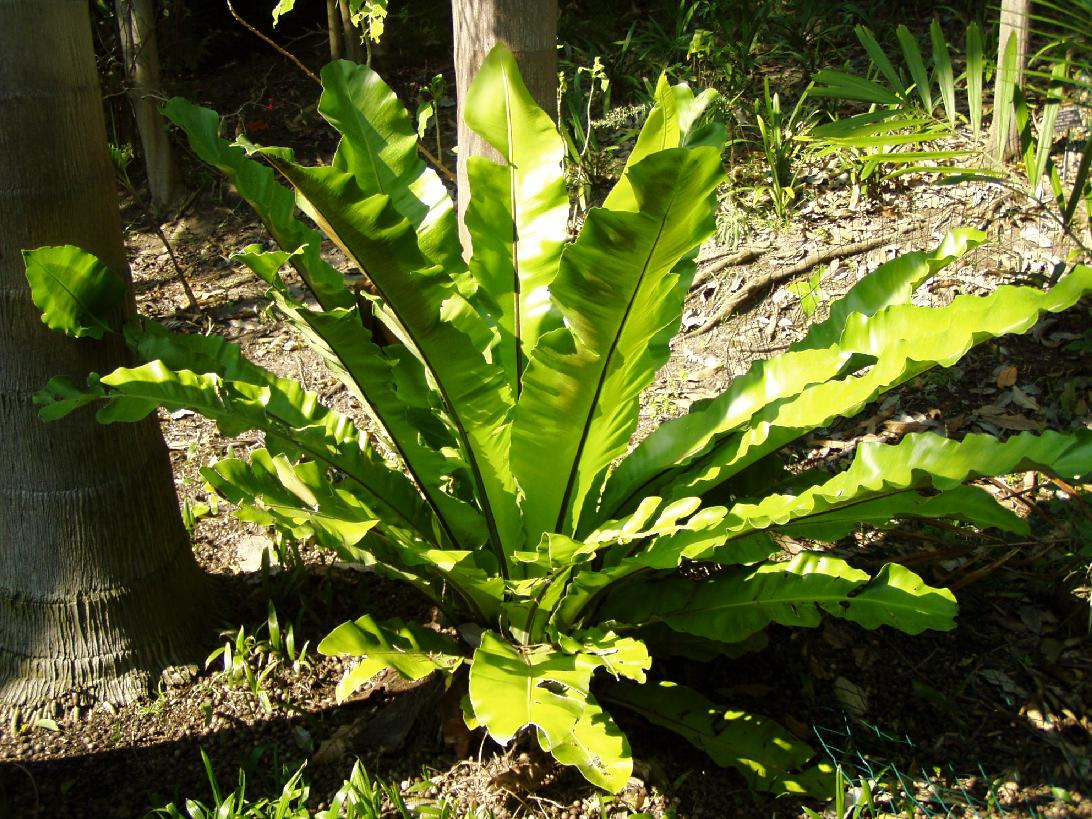 asplenium nidus