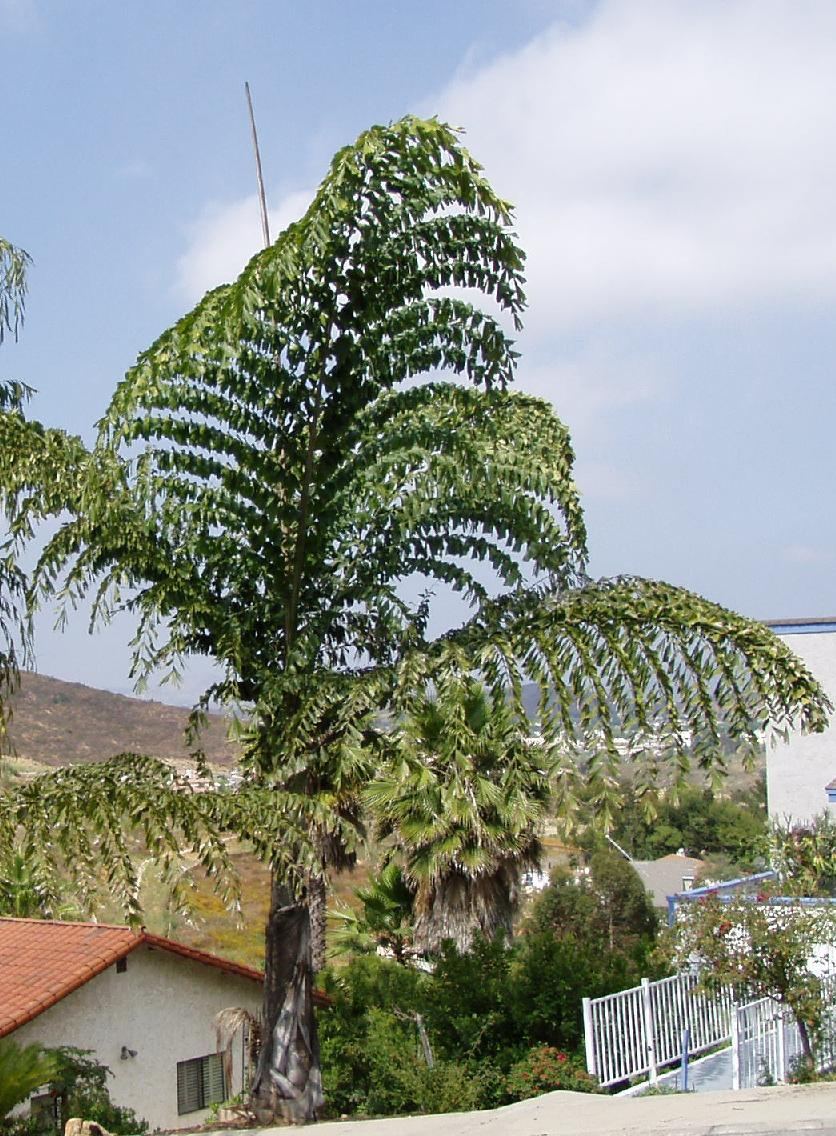 caryota gigas