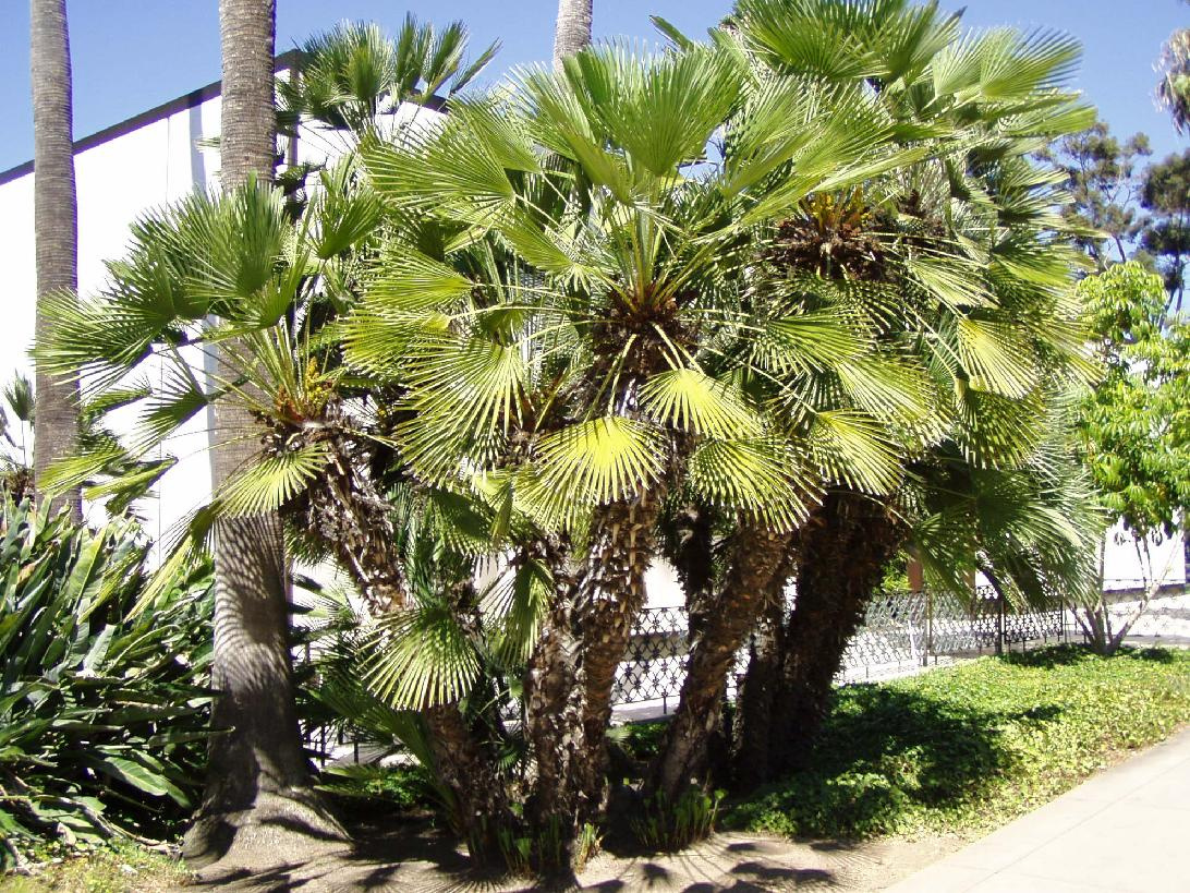 medit fan palm