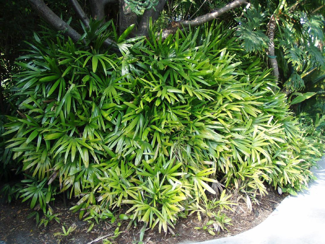 rhapis excelsa