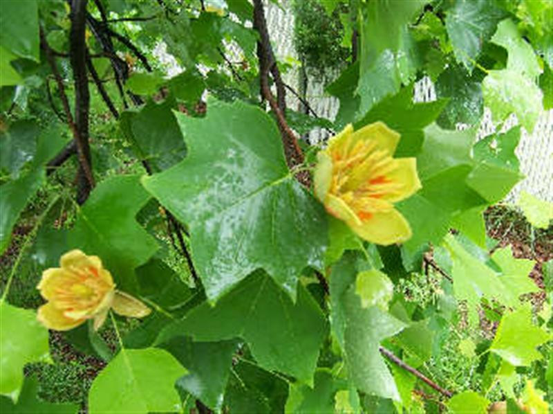 tulip tree (Medium)