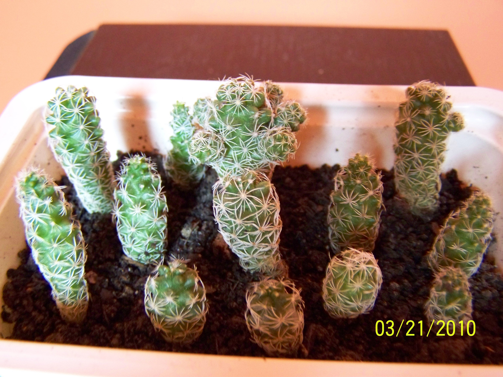 Mammilaria fragilis