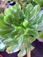 aeonium arboreum