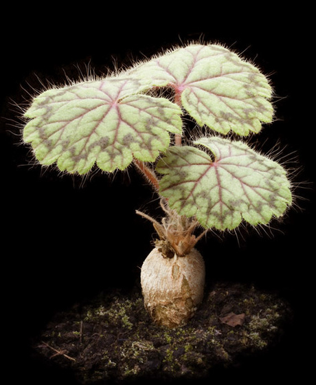 Pelargonium barklyi