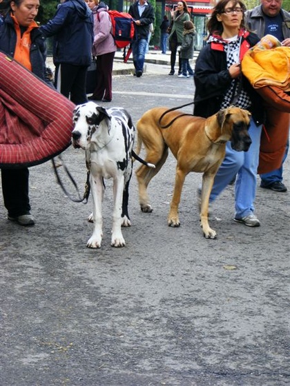 europa kutyakialliatas2008 403