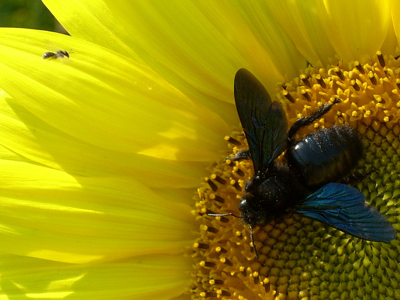 Szoprán és basszus (Xylocopa violacea L.)