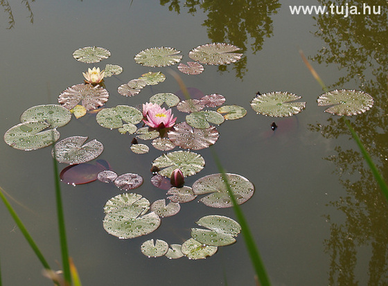 Rózsaszín tavirózsa - Nymphaea Marliacea Rosea