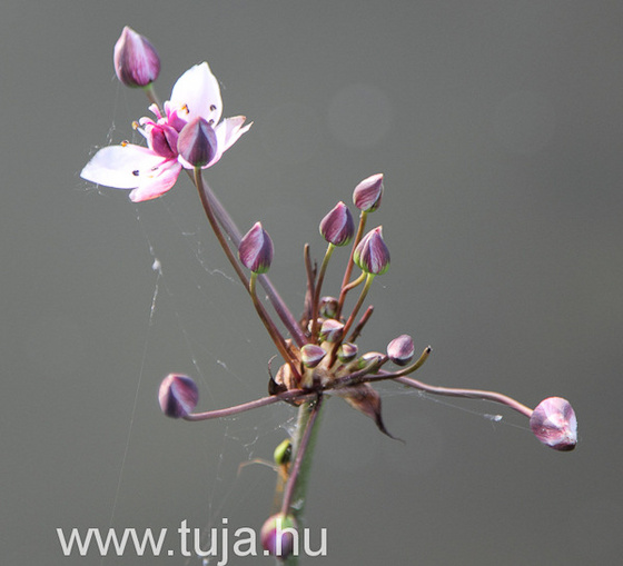 Virágkáka virága - Butomus umbellatus