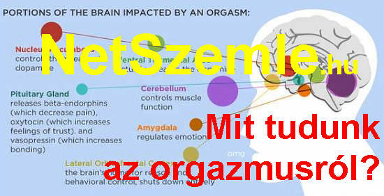 organzmus 2