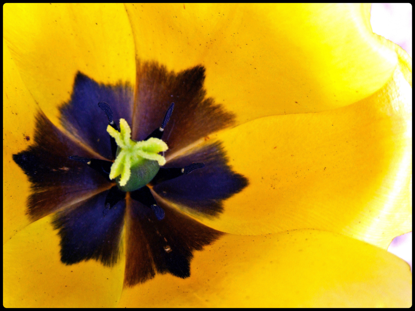 Tulipán belülnézetből