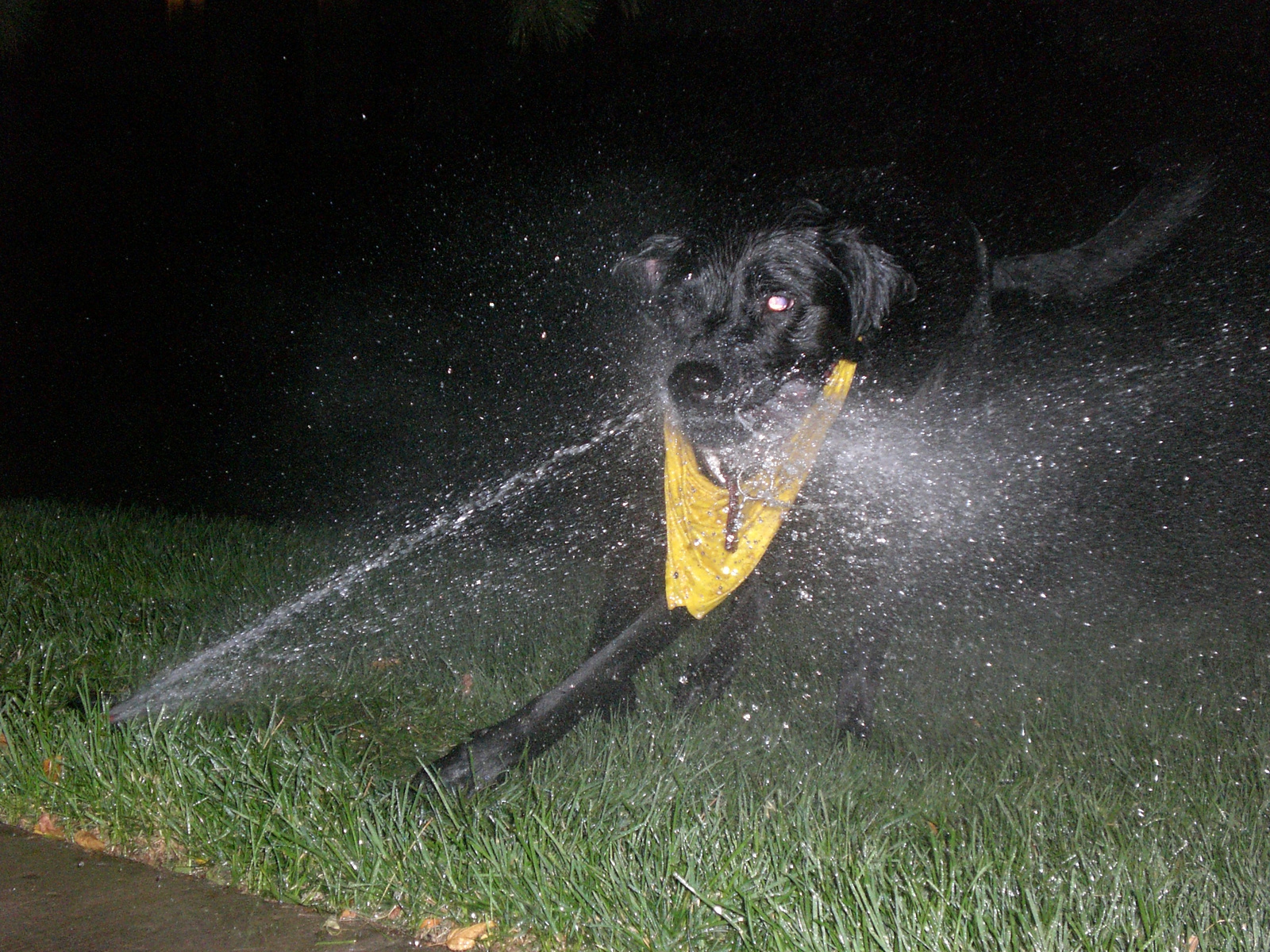 simon&the sprinkler