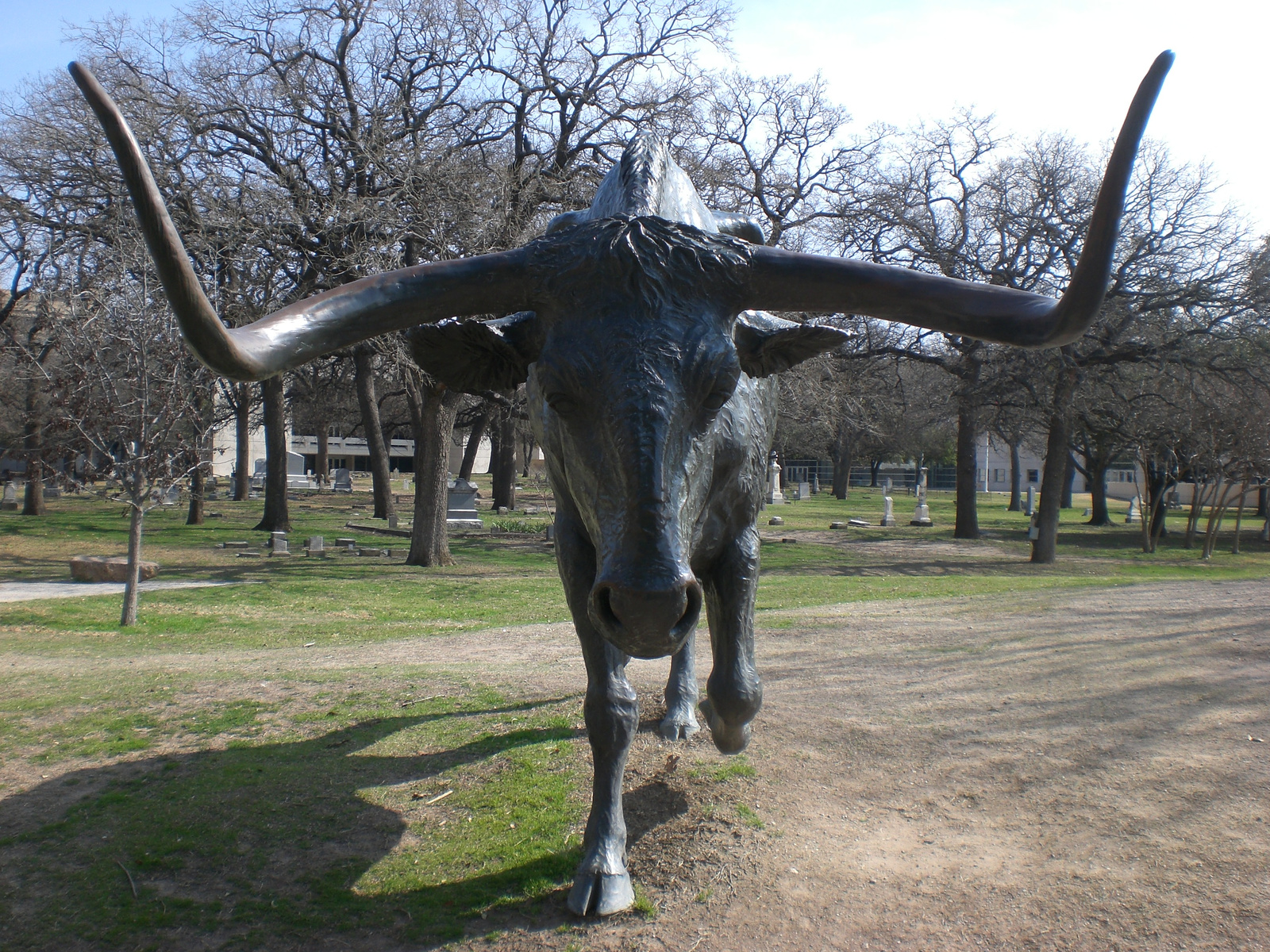 A longhorn