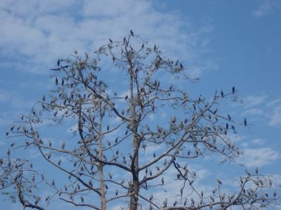 Migratory birds in the boroland in winter