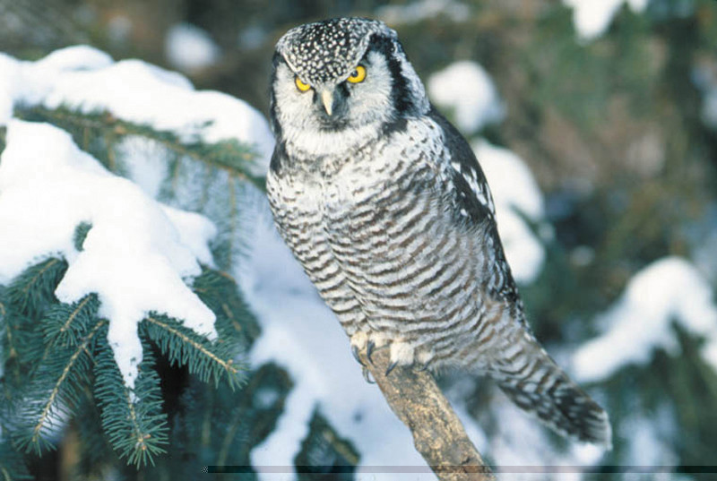 naturebirding-wildlifetop5-checklistwinter-owls0