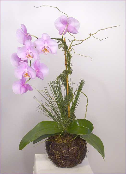 phalaenopsis-08-web