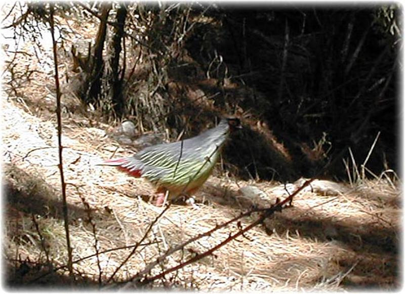 s-blood-pheasant (Medium)