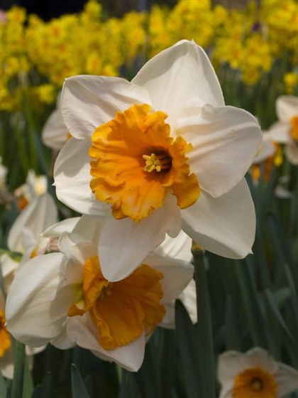 0105keukenhof05-04-09 (Medium)