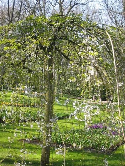 Keukenhof-23 (Medium)