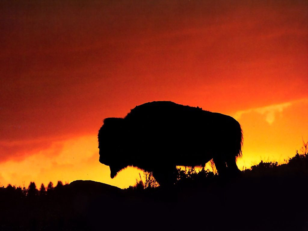 american-bison-at-sunset