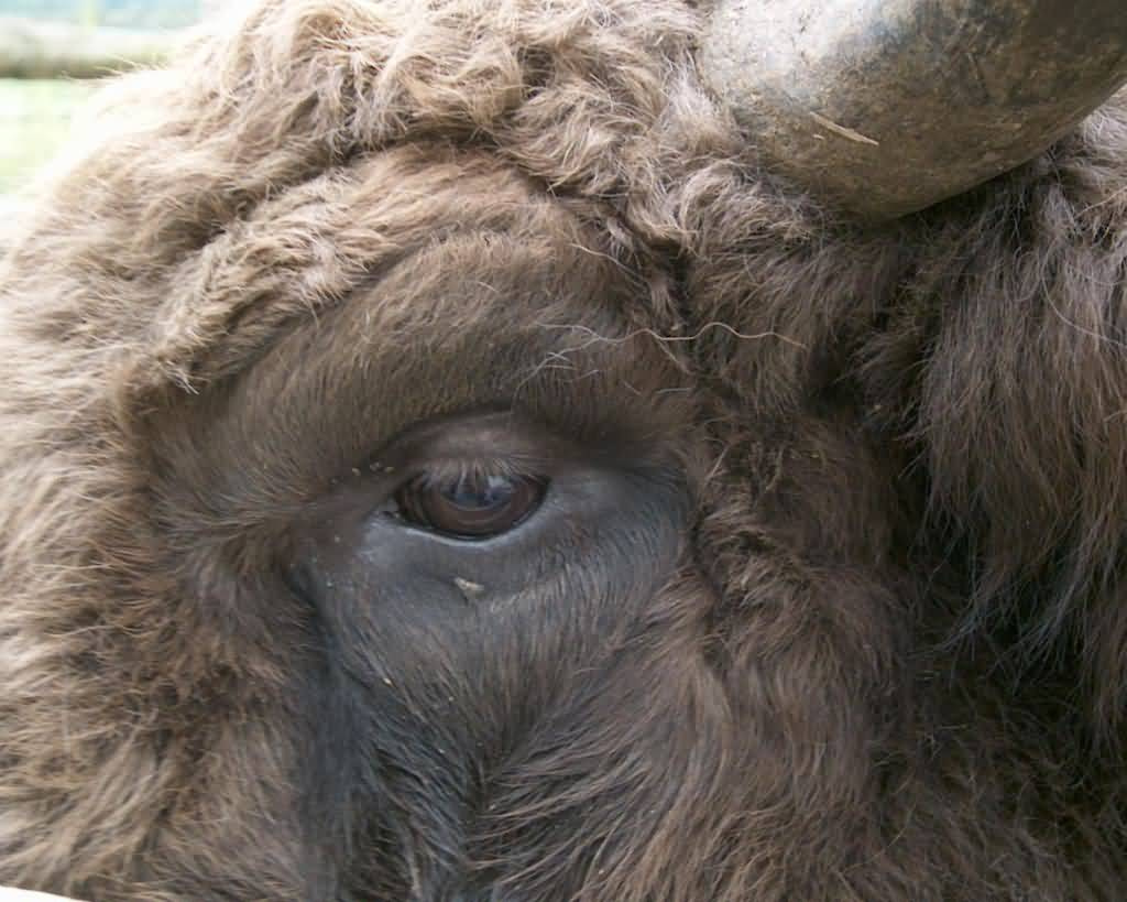 Close-Up-Of-Buffalo-Face-1024x819