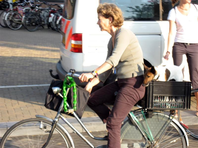 pn8b amsterdam bicycle dog (Medium) (Medium)