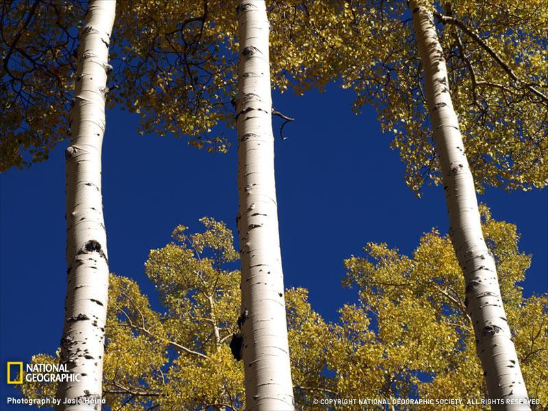 aspen-trees-011pc08tad1jhe173-sw (Medium)