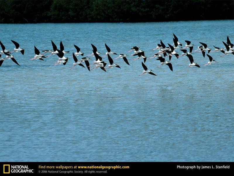 black-necked-stilts-426732-sw (Medium)