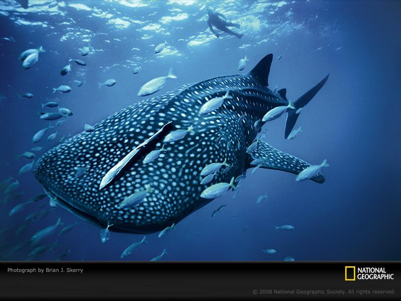 blue-whale-shark-skerry-1099815-sw (Medium)