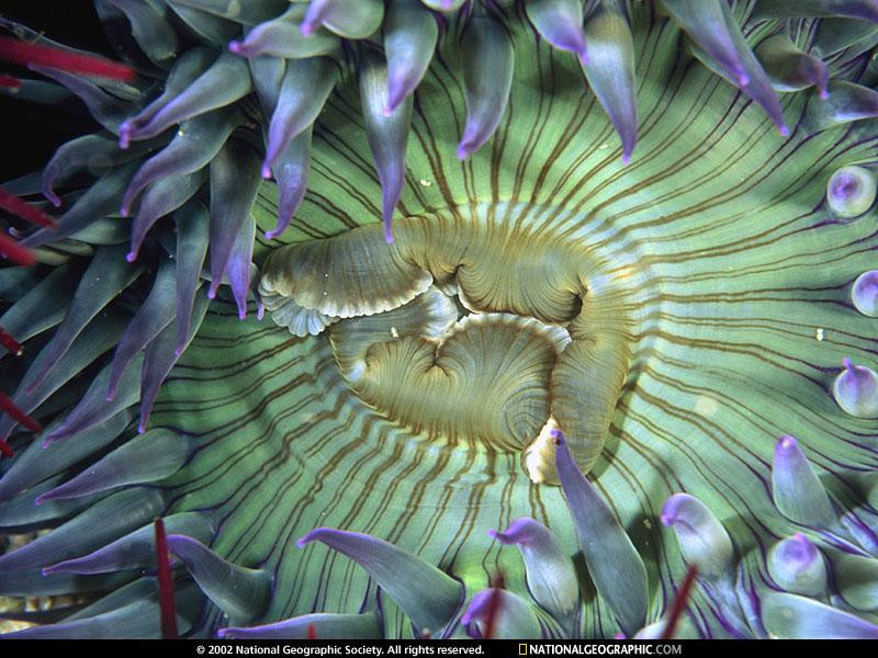 channel-islands-anemone-509318-sw (Medium)