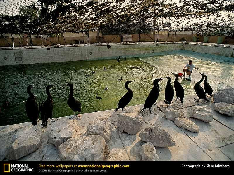 cormorants-101612-sw (Medium)