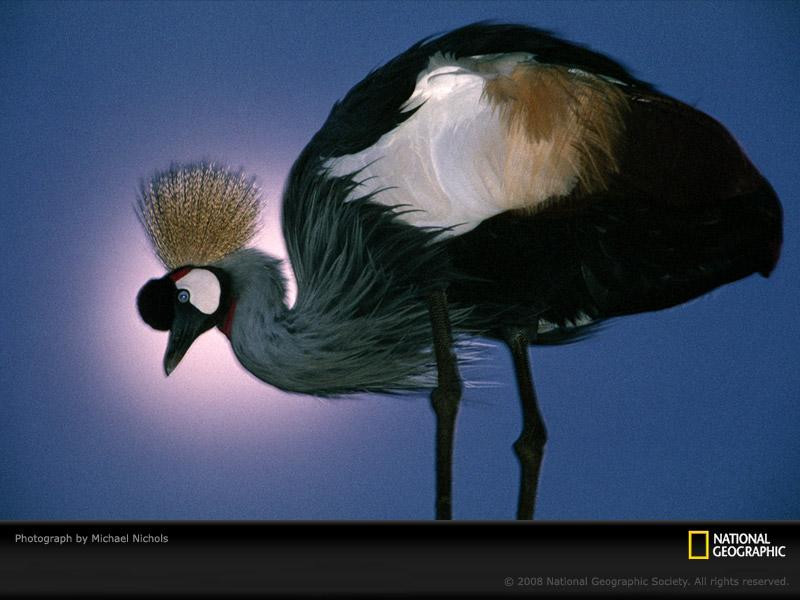 crested-crane-nichols-642758-sw (Medium)