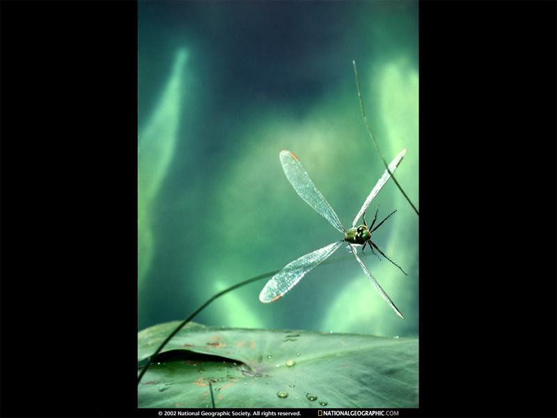 dragonfly-lily-pad-261276-sw (Medium)