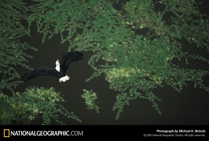 fish-eagle-755893-sw (Medium)