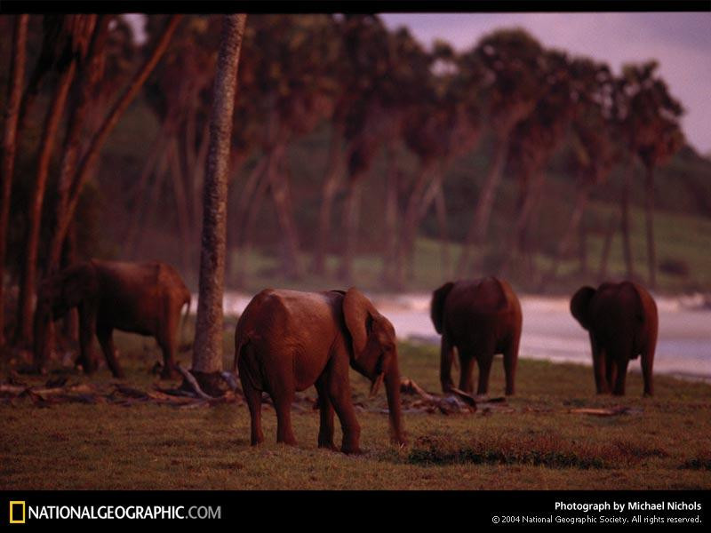 forest-elephant-family-684719-sw (Medium)