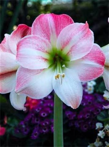 amaryllis (Small)