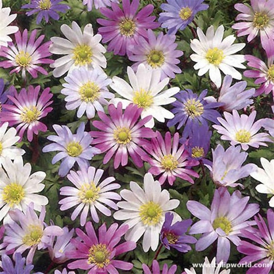 anemone blanda mixed (Medium)