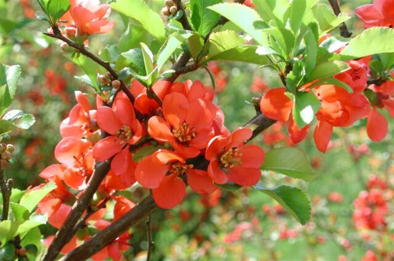 Japanese-Dwarf-Flowering-Quince (Medium)