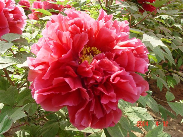 luoyang-red.peony