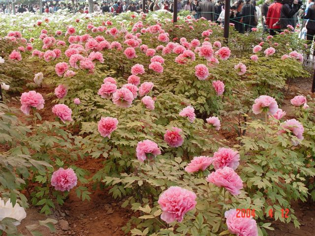 luoyang-red.peony-garden