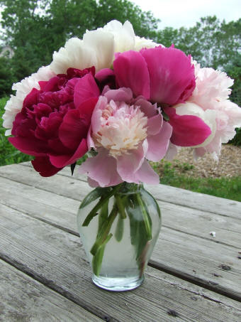 Mixed Peonies in Vase