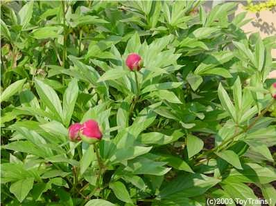 peony-2003-01